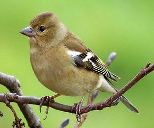 مصر اليوم - الــ IUCNتدرج الصلنج على القائمة الحمراء