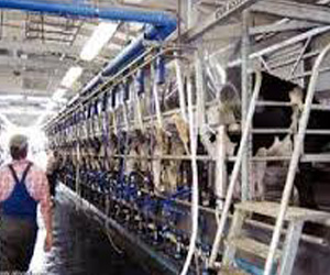   مصر اليوم - الزراعةُ تُنشئ مصانع للألبانِ في سوهاجِ