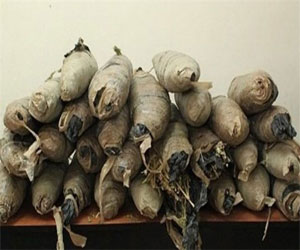   مصر اليوم - القبض على عاطل بحوزته 20 كيلو جرام من المخدِّرات