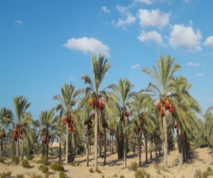   مصر اليوم - فريق سعودى صينى تمكن من فك الشفرة الوراثية للنخيل