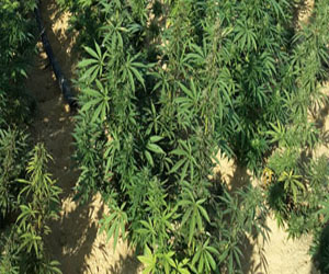   مصر اليوم - الفلاحون النيجيريون يفضلون زراعة المخدرات على محاصيل الغذاء