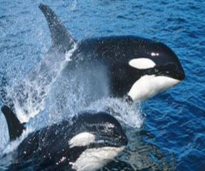   مصر اليوم - إبحار أسطول ياباني لصيد الحيتان للقطب الجنوبي