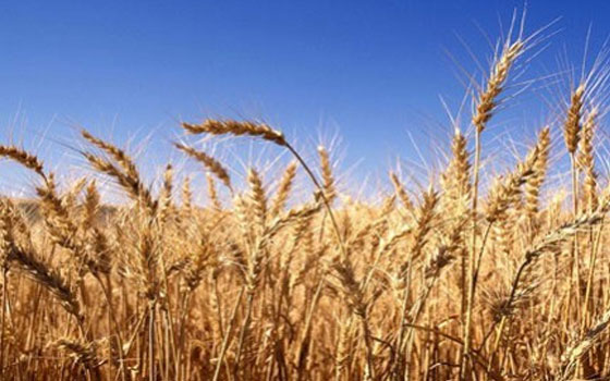   مصر اليوم - وزير الزِّراعة يُعلن أنَّ مصر الأُولى عالميًّا في إنتاجية الفدان من القمح