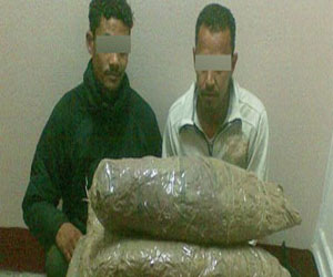   مصر اليوم - القبض على عاملين بحوزتهما 45 كيلو بانجو قبل ترويجها في التبين