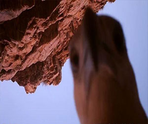 مصر اليوم - نسر يسرق كاميرا ويصور بها رحلته