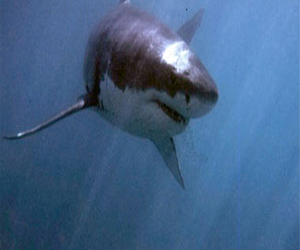   مصر اليوم - أستراليا تعلن الحرب على أسماك القرش