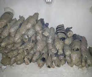   مصر اليوم - ضبط 150كيلو بانجو على دراجة بخارية بعد فرار قائدها في قنا