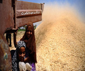   مصر اليوم - مصر تشتري 300 ألف طن من القمح الروماني والفرنسي