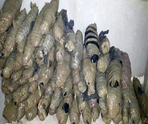   مصر اليوم - سقوط مسجل خطر هارب بحوزته 9 كيلو بانجو في بورسعيد