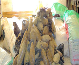   مصر اليوم - ضبط مسجل خطر وعاطل بحوزتهما مخدر البانجو بـفاقوس في الشرقية