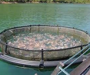   مصر اليوم - إنشاء مزارع سميكة في جامعة جنوب الوادي