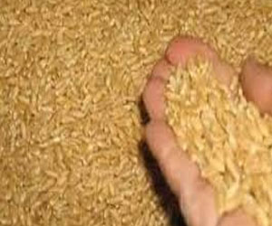   مصر اليوم - 204 أفدنة حقولا إرشادية ضمن الحملة القومية لمحصول القمح