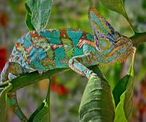   مصر اليوم - الحرباء تغير لونها لتثبت ذكوريتها