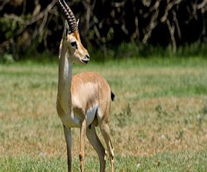   مصر اليوم - وزارة البيئة اليابانية: التخلص من نصف أعداد الغزلان فى البلاد