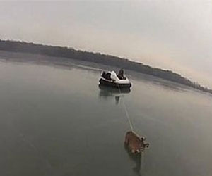   مصر اليوم - إنقاذ غزلان من بحيرة متجمدة في الولايات المتحدة