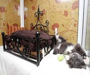 مصر اليوم - فندق راقٍ للقطط يفتح أبوابه في باريس