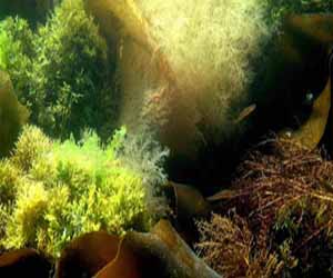   مصر اليوم - فرنسا تحتل المكانة الأولي كأكبر دولة بها أعشاب ونباتات