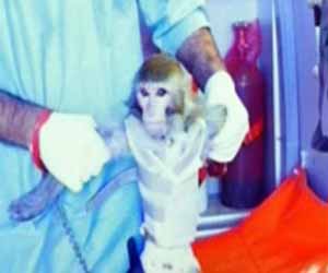   مصر اليوم - ايران تعلن انها ارسلت قردًا ثانيًا الى الفضاء