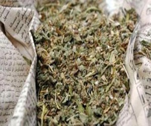 مصر اليوم - ضبط 700 كيلو جرام من نبات البانجو المخدر داخل مخزن في شمال سيناء