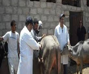   مصر اليوم - حملات دورية للكشف عن مرض البروسيلا