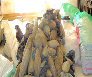   مصر اليوم - ضبط 12 لفافة بانجو بحوزة عاطل في المنيا