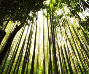   مصر اليوم - تزايد مستويات السيزيوم المشع في تربة الغابات شمال شرق اليابان