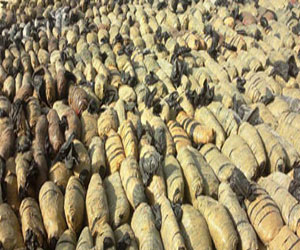   مصر اليوم - ضبط عاطلين بحوزتهما 70 كيلو بانجو على الطريق الدولى في دمياط