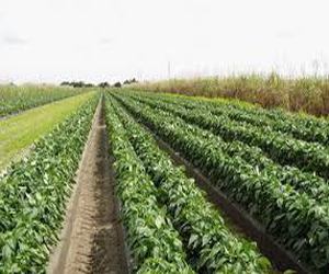   مصر اليوم - وزير الزراعة: إضافة 150 ألف فدان للرقعة الزراعية بالمنيا وتوزيعها على الفلاحين