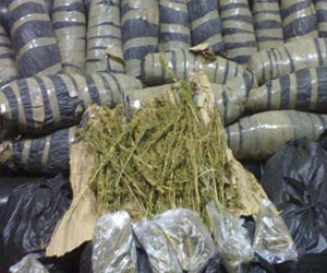 مصر اليوم - ضبط عاطل بحوزته 20 كيلو جرامًا من البانجو في قنا