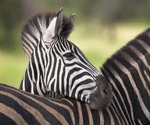   مصر اليوم - سر خطوط الحمار الوحشي