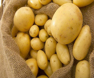   مصر اليوم - وفد من خبراء الزراعة إلى فرنسا للترويج للبطاطس المصرية