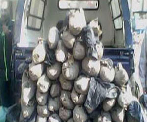   مصر اليوم - ضبط شخصين وبحوزتهما كمية من نبات البانجو بكمين في المنوفية