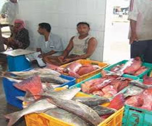   مصر اليوم - الغردقة تستضيف ورشة عمل لمكافحة الإتجار غير المشروع للقرش