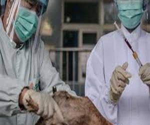   مصر اليوم - الصين تؤكد تفشي فيروس أنفلونزا الطيور اتش5 ان2 بين الدواجن