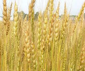   مصر اليوم - وضْع حجر الأساس لإنشاء صومعة تخزين القمح في الإسماعيليَّة الثلاثاء المقبل