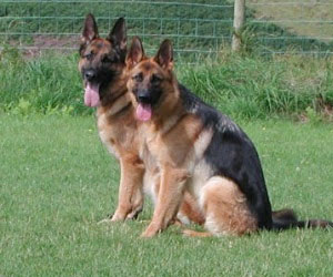   مصر اليوم - وجود كلب فى المنزل يعمل على الحماية من عدوى الأزمات الربوية