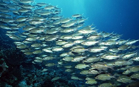 مصر اليوم - الصين تتصدّر العالم في تربية أسماك البلطي