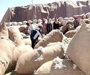   مصر اليوم - صادرات الأقطان المصرية تتجاوز 15 ألف طن