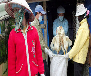 مصر اليوم - تفشي سلالة جديدة من فيروس أنفلونزا الطيور شمال الصين