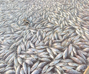   مصر اليوم - ضبط 220 كيلو أسماك منتهية الصلاحية في حملة للمسطحات المائية بدمياط