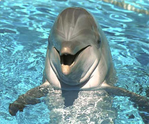   مصر اليوم - تطوير بيت الدولفين في رومانيا بمبلغ 2.8 مليون يورو