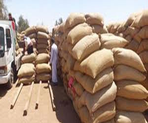   مصر اليوم - ارتفاع مخزون القمح في ميناء الإسكندريَّة