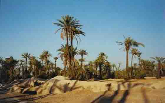 مصر اليوم - الزحف العمرانيّ والمشاريع السياحيّة تُهدّد واحة النخيل في مراكش