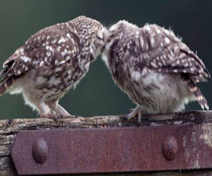   مصر اليوم - لقطة رائعة لبومة تطعم صغيرها