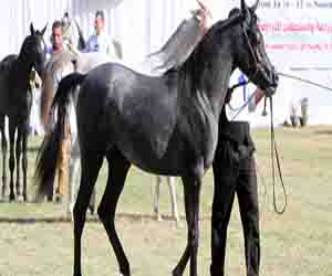   مصر اليوم - إغلاق أقدم مدمار لسباق الخيول في هوليوود بعد 75 عامًا