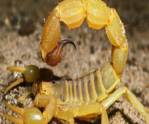   مصر اليوم - سم العقرب الأسترالى مسكن للألم