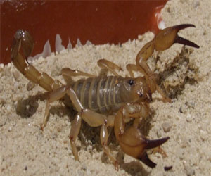   مصر اليوم - دراسة: سم العقرب الاسترالي مسكن للآلم