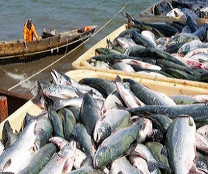   مصر اليوم - تحذير من استخدام أسماك السلمون النرويجية بسبب تلوثها