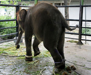   مصر اليوم - سورابايا في إندونيسيا أسوأ حديقة حيوانات في العالم