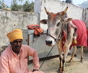   مصر اليوم - بقرة بخمسة أرجل تجلب الحظّ للنساء
